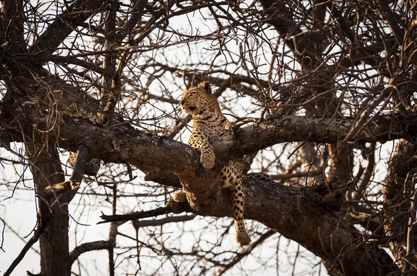 Leopard ruht in den Ästen eines Baumes im Okavango-Delta in Botswana, Afrika — Stockfoto