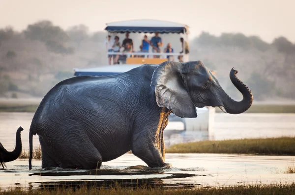 Touristen beobachten einen Elefanten beim Überqueren eines Flusses im Chobe-Nationalpark in Botswana, Afrika — Stockfoto