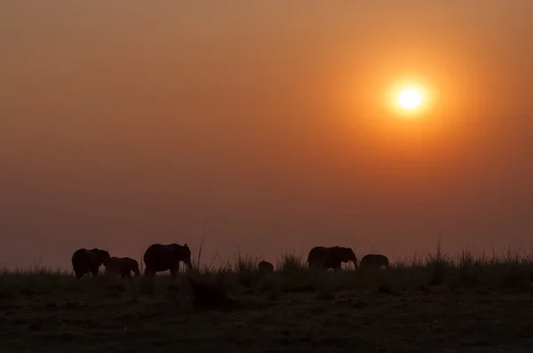 Silueta de una manada de elefantes al atardecer en el Parque Nacional Chobe en Botswana —  Fotos de Stock