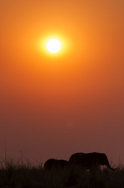 Silhouette of a herd of elephants at sunset in the Chobe National Park in Botswana