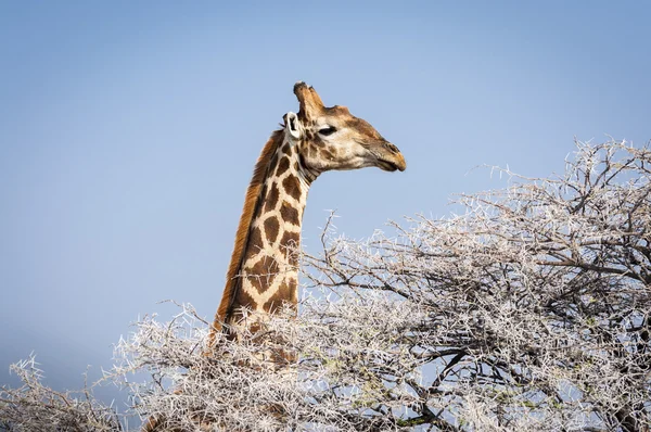 Cabeza de una jirafa comiendo de un árbol en el Parque Nacional Etosha en Namibia, África —  Fotos de Stock