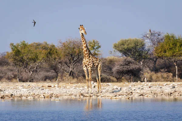 Jirafa en un pozo de agua en el Parque Nacional Etosha en Namibia, África ; — Foto de Stock