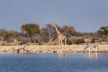 Group of wild animals near a waterhole in the Etosha National Park, in Namibia clipart