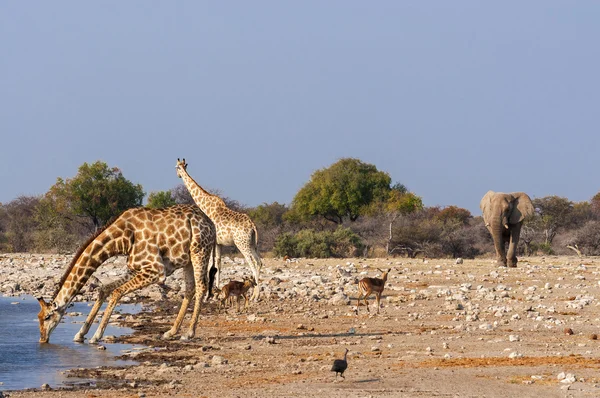Group of wild animals near a waterhole in the Etosha National Park, in Namibia — Stock Photo, Image