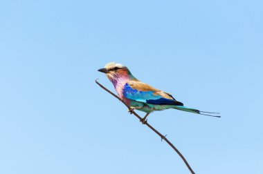 Bir şube Botswana'da Chobe Ulusal Parkı içinde Lila-Breasted Roller