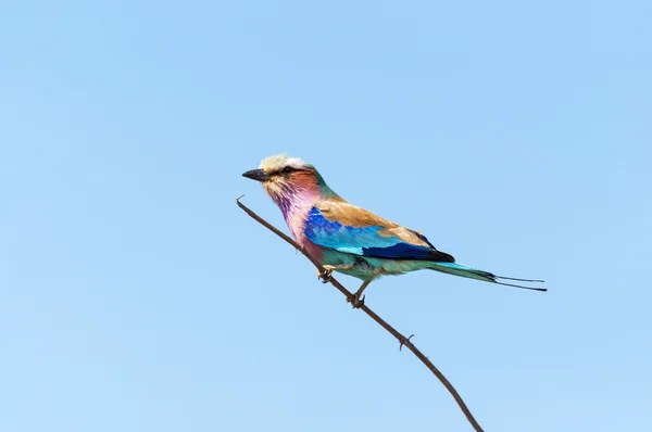 Rouleau à poitrine lilas dans une succursale du parc national du Chobe au Botswana — Photo