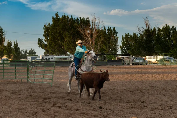 Fallon Nevada Augusztus 2014 Egy Cowboy Lóháton Lasszózik Egy Borjú — Stock Fotó