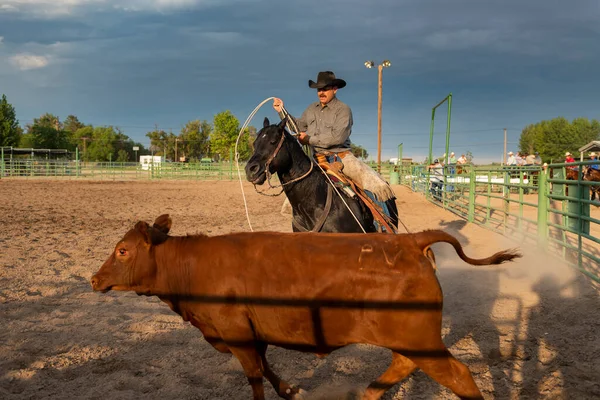 Fallon Nevada August 2014 Cowboy Horseback Roping Calf Rodeo Churchill — Stock Photo, Image