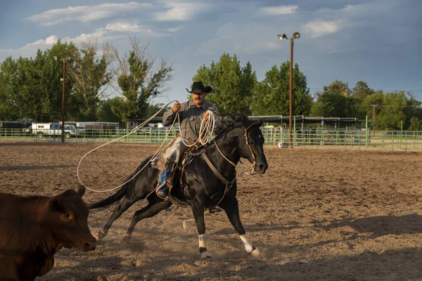 Fallon Nevada Augusztus 2014 Egy Cowboy Lóháton Lasszózik Egy Borjú — Stock Fotó