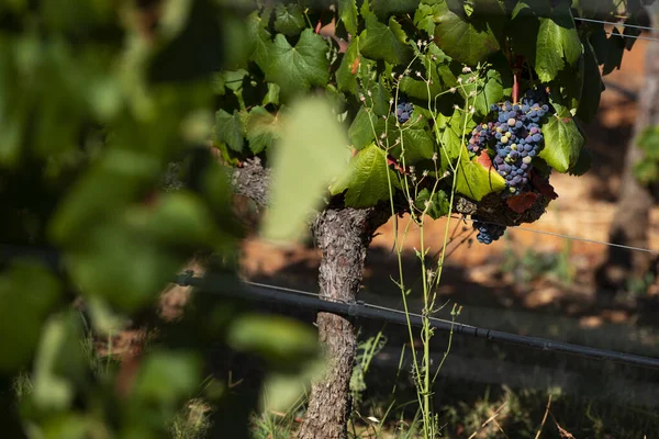 Detalhe Bando Uvas Numa Vinha Num Dia Verão Alentejo Portugal — Fotografia de Stock