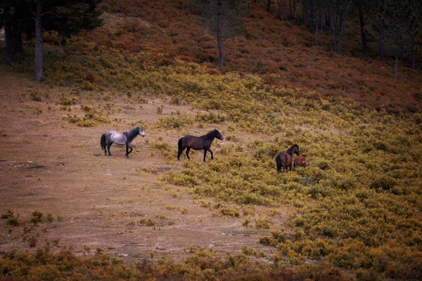 ポルトガルのペネダ ゲレス国立公園のガラノス野生馬のグループ — ストック写真