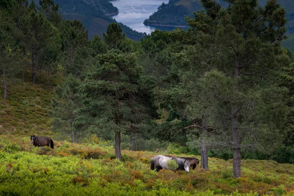 Grupo Cavalos Selvagens Garranos Com Reservatório Alto Lindoso Fundo Parque — Fotografia de Stock