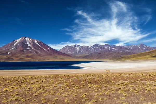 Laguna Miscanti — Foto de Stock