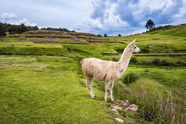 Lama çevresinde Cusco dağlarında