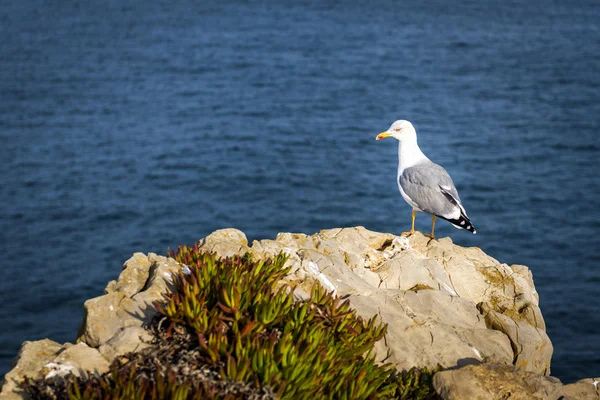 Чайка на португальском побережье — стоковое фото