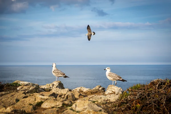 Gabbiani su una scogliera della costa portoghese — Foto Stock