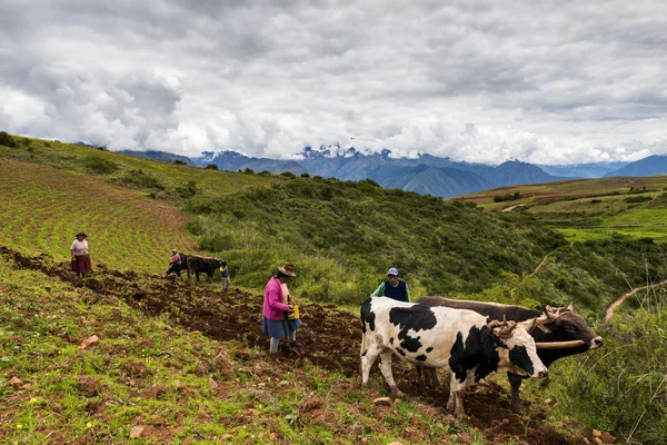Familia peruana arando la tierra —  Fotos de Stock
