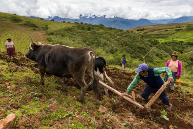 Perulu aile Maraş, Peru yakın arazi çiftçilik