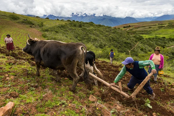 Familia peruana arando la tierra cerca de Maras, Perú —  Fotos de Stock