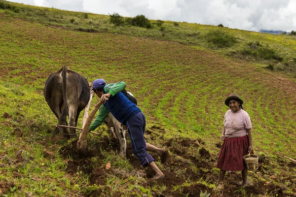 Familia peruana arando la tierra cerca de Maras, en Perú —  Fotos de Stock