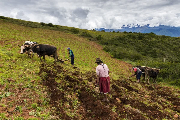 Familia peruana arando la tierra cerca de Maras, en Valle Sagrado, Perú —  Fotos de Stock
