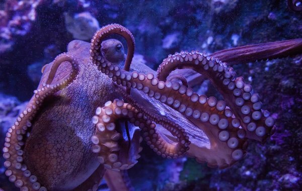 octopus