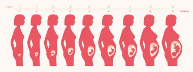 Bir insan fetusu büyüme hafta ve ay Vektör formatında