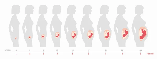 El crecimiento de un feto humano en semanas y meses en formato vectorial — Archivo Imágenes Vectoriales