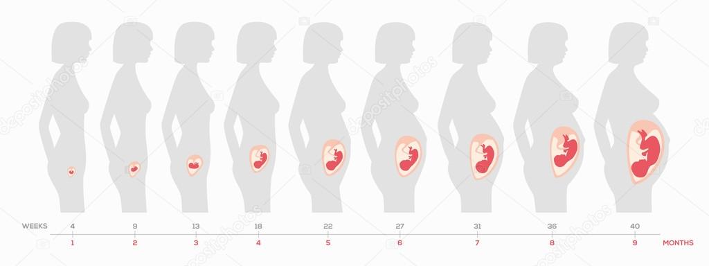 The growth of a human fetus in weeks and months in vector format