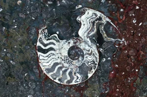 Ammoniten aus der Jura auf der Oberfläche des Steins. eine perfekte wissenschaftliche Tapete — Stockfoto