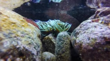 Anemonia viridis dans / sulcata (Akdeniz Snakelocks anemon)