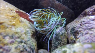 Anemonia viridis dans / sulcata (Akdeniz Snakelocks anemon)