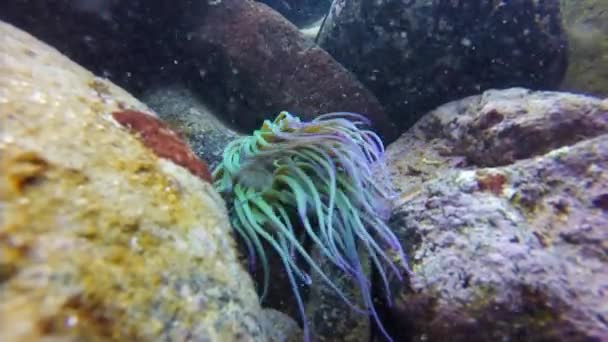 Taniec Anemonia viridis / sulcata (Morze Śródziemne Snakelocks Anemone) — Wideo stockowe