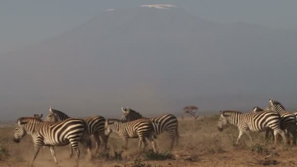 Zebry, kousek od Kilimandžára