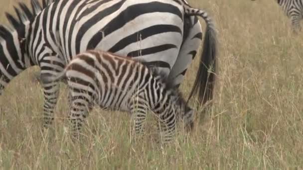 baba zebra eszik az ürülék