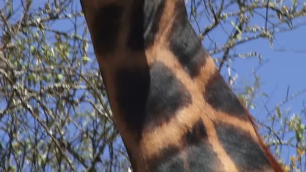 tělo vysoká žirafa