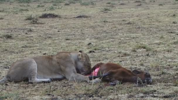Lion jíst antilopa