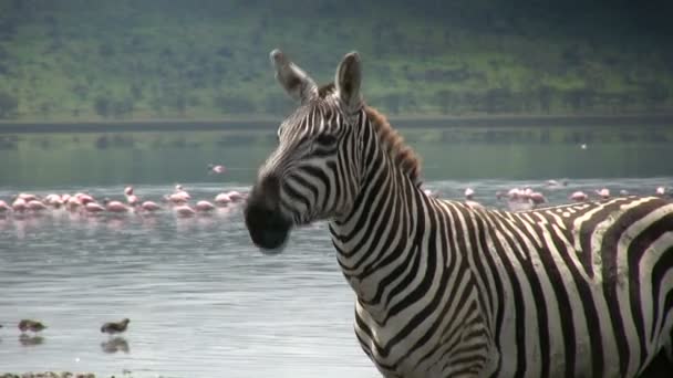 Zebra mozgó ajkak