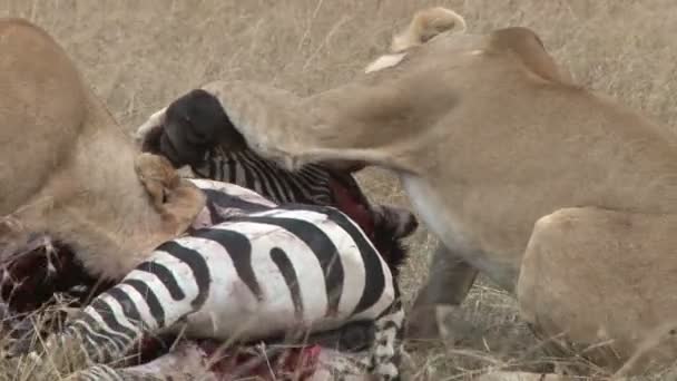 lvi jíst mrtvé zebra