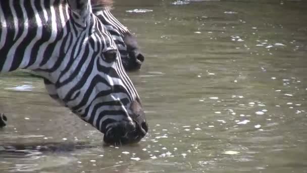 A zebrák ivóvíz állomány