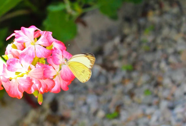 Papillon jaune dans une fleur rose — Photo