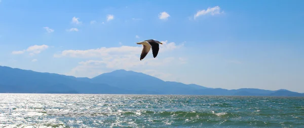 Huzur içinde plajda uçan martı