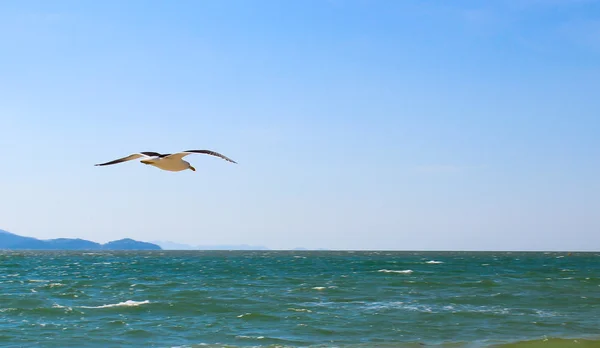 Yalnız plajda uçan martı