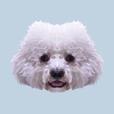 Beyaz Bichon Frise köpek bir