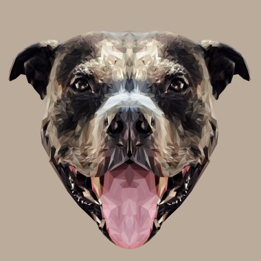 Amerikalı çukur boğa korkunç köpek hayvan 