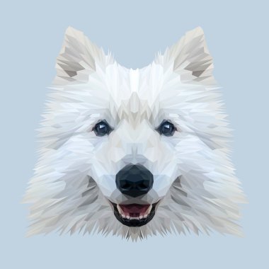 Beyaz Samoyed köpek hayvan 