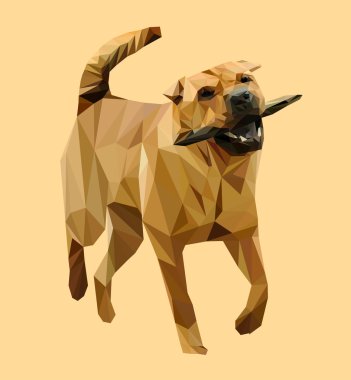 Çin Shar-Pei köpek hayvan 