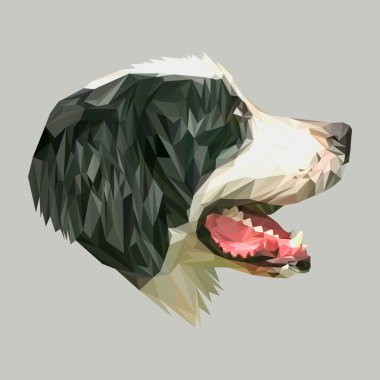 Bernese dağ köpeği 