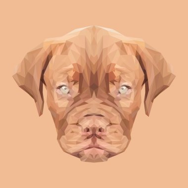 Dogue de bordeaux köpeği.