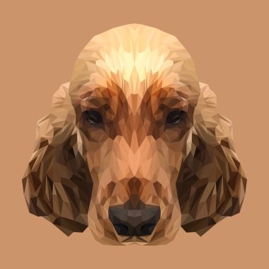 Cocker Spaniel köpek hayvan